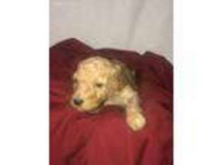 Mutt Puppy for sale in Barling, AR, USA