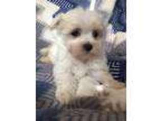 Maltese Puppy for sale in Bradenton, FL, USA