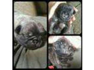 Pug Puppy for sale in Ceres, VA, USA