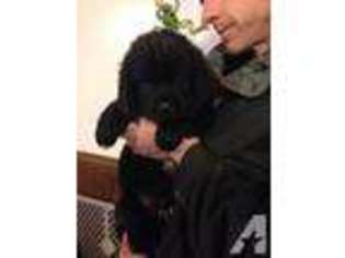 Newfoundland Puppy for sale in BATH, MI, USA