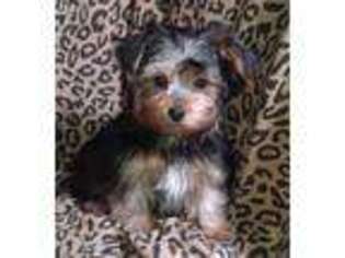 Yorkshire Terrier Puppy for sale in Green Bay, WI, USA