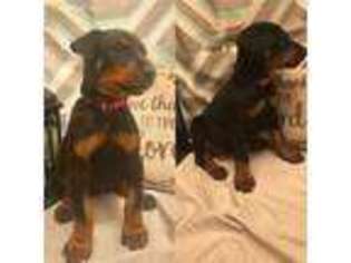 Doberman Pinscher Puppy for sale in Drumright, OK, USA