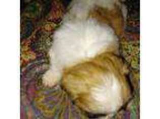 Pekingese Puppy for sale in Graham, NC, USA