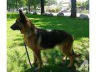 German Shepherd Dog Puppy for sale in UPLAND, CA, USA