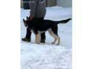 German Shepherd Dog Puppy for sale in Anchorage, AK, USA