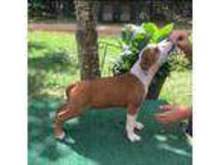Staffordshire Bull Terrier Puppy for sale in West Point, GA, USA