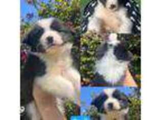 Border Collie Puppy for sale in La Puente, CA, USA
