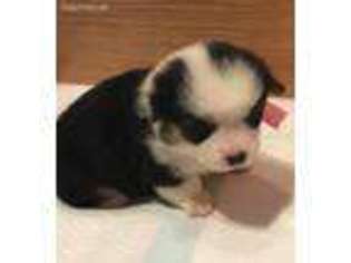 Pembroke Welsh Corgi Puppy for sale in Spearsville, LA, USA