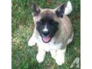 Akita Puppy for sale in WARRENTON, VA, USA
