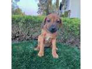 Rhodesian Ridgeback Puppy for sale in San Jose, CA, USA