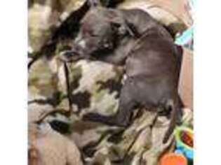 Alapaha Blue Blood Bulldog Puppy for sale in Houston, TX, USA
