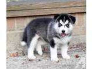 Siberian Husky Puppy for sale in DULLES, VA, USA