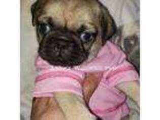 Pug Puppy for sale in Mchenry, IL, USA