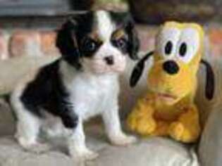 Cavalier King Charles Spaniel Puppy for sale in Sacramento, CA, USA