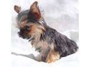 Yorkshire Terrier Puppy for sale in Caryville, TN, USA