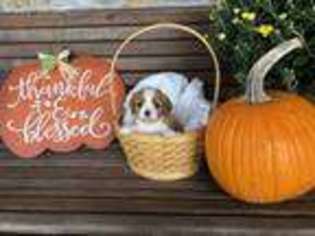 Cavalier King Charles Spaniel Puppy for sale in Jellico, TN, USA