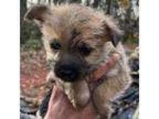 Cairn Terrier Puppy for sale in Hendersonville, NC, USA