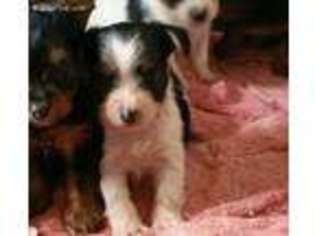 Yorkshire Terrier Puppy for sale in Versailles, MO, USA