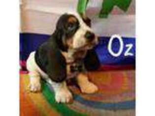 Basset Hound Puppy for sale in Port Orchard, WA, USA