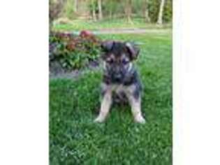 German Shepherd Dog Puppy for sale in Mc Veytown, PA, USA