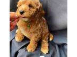 Mutt Puppy for sale in New Brunswick, NJ, USA