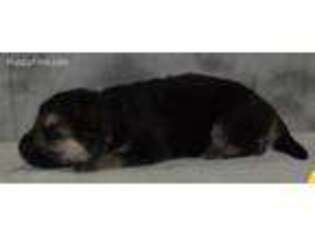 German Shepherd Dog Puppy for sale in Wausau, WI, USA