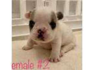 French Bulldog Puppy for sale in Spring, TX, USA