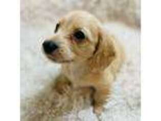 Dachshund Puppy for sale in Maryville, TN, USA