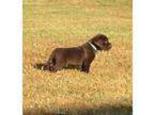 Labrador Retriever Puppy for sale in Smithville, TN, USA