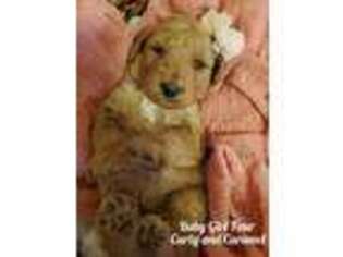 Goldendoodle Puppy for sale in Mount Olivet, KY, USA