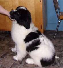 Newfoundland Puppy for sale in Sioux Falls, SD, USA