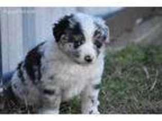 Miniature Australian Shepherd Puppy for sale in Howe, OK, USA