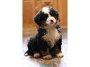 Bernese Mountain Dog Puppy for sale in South English, IA, USA