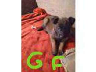 Belgian Malinois Puppy for sale in Roland, AR, USA
