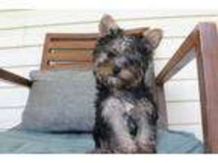 Yorkshire Terrier Puppy for sale in Hughesville, MO, USA