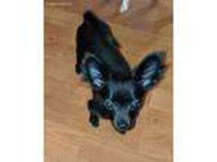 Chihuahua Puppy for sale in Greeneville, TN, USA