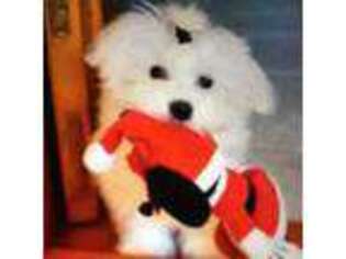 Maltese Puppy for sale in Fort Lee, NJ, USA