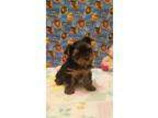 Yorkshire Terrier Puppy for sale in Ford City, PA, USA