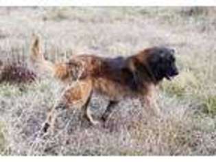 Leonberger Puppy for sale in Salt Lake City, UT, USA