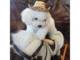 Bichon Frise Puppy for sale in Florence, MT, USA