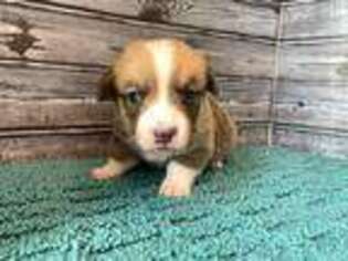 Pembroke Welsh Corgi Puppy for sale in Tiskilwa, IL, USA