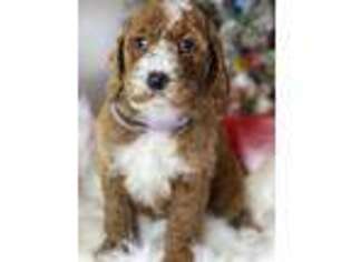 Goldendoodle Puppy for sale in Henagar, AL, USA