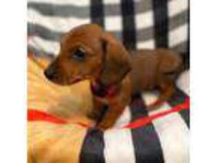 Dachshund Puppy for sale in Opelika, AL, USA