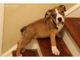 Medium Photo #1 Olde English Bulldogge Puppy For Sale in Atlanta, GA, USA
