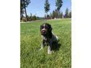 Wirehaired Pointing Griffon Puppy for sale in Nine Mile Falls, WA, USA