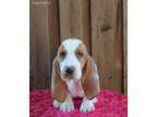 Basset Hound Puppy for sale in Finley, OK, USA
