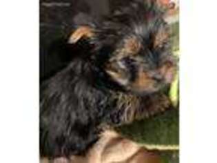 Yorkshire Terrier Puppy for sale in Walnut Cove, NC, USA