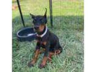 Doberman Pinscher Puppy for sale in Murphysboro, IL, USA