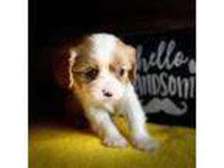 Cavalier King Charles Spaniel Puppy for sale in Binghamton, NY, USA