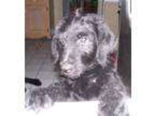 Labradoodle Puppy for sale in MILTON, FL, USA